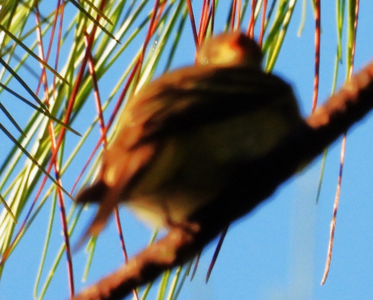 Empidonax sp. - ML642688021