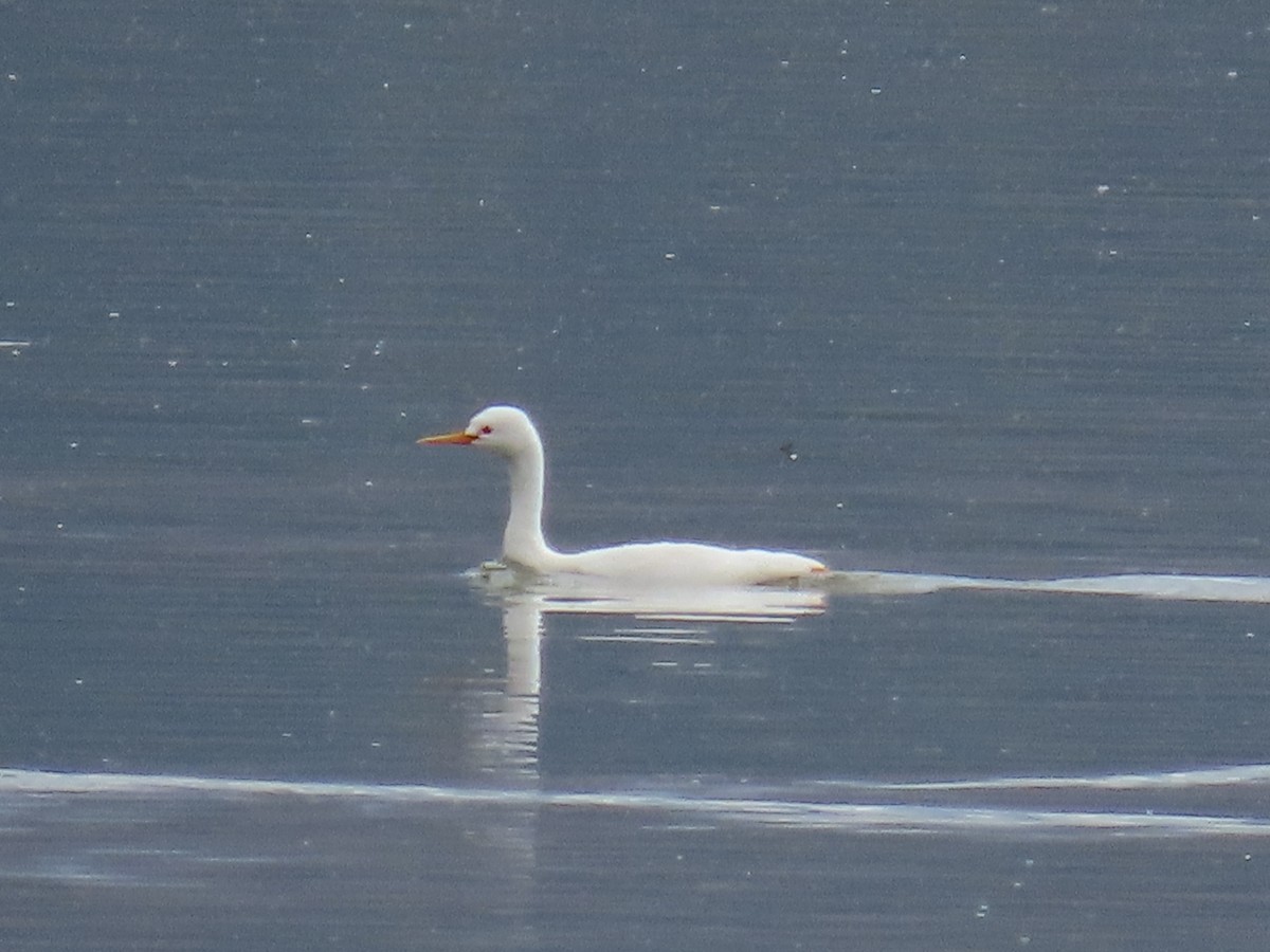 Western/Clark's Grebe - ML642688034