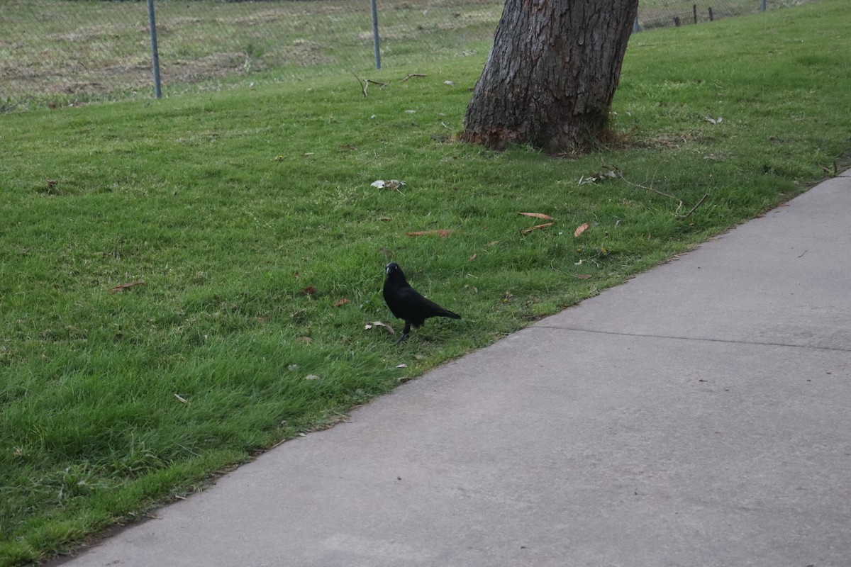 Little Raven - ML642688038