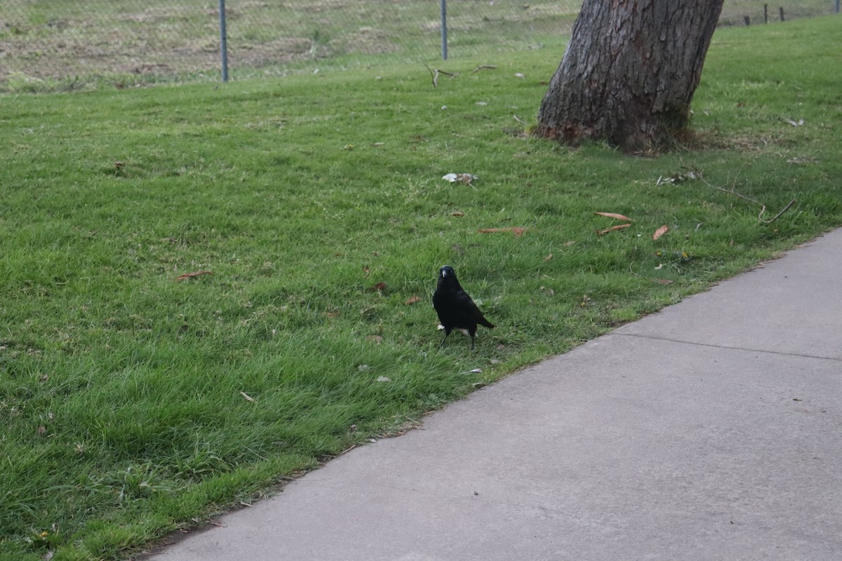 Little Raven - ML642688039