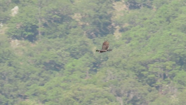 Turkey Vulture - ML642688040