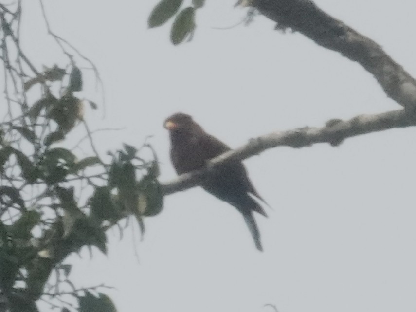 Blue-throated Roller - ML642688041