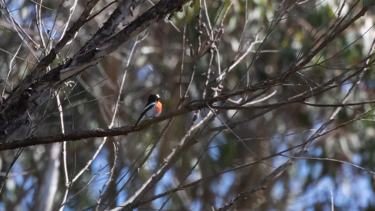 Scarlet Robin - James Bennett