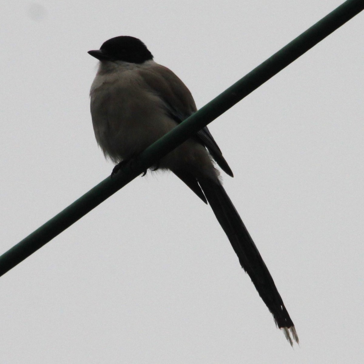 Azure-winged Magpie (Azure-winged) - ML642688048