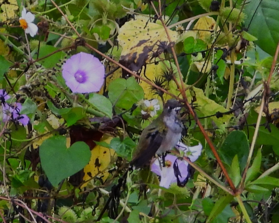 Ruby-throated Hummingbird - ML642688049