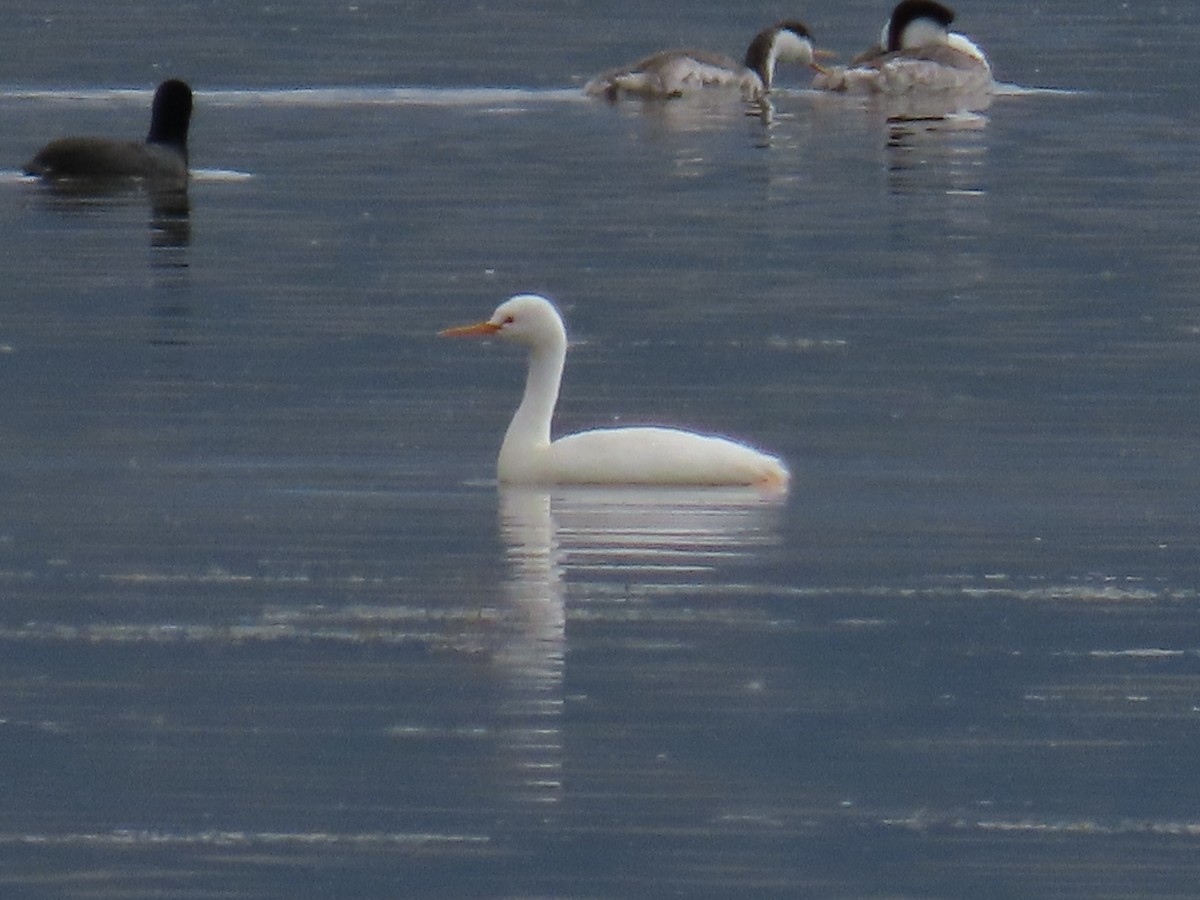 Western/Clark's Grebe - ML642688051
