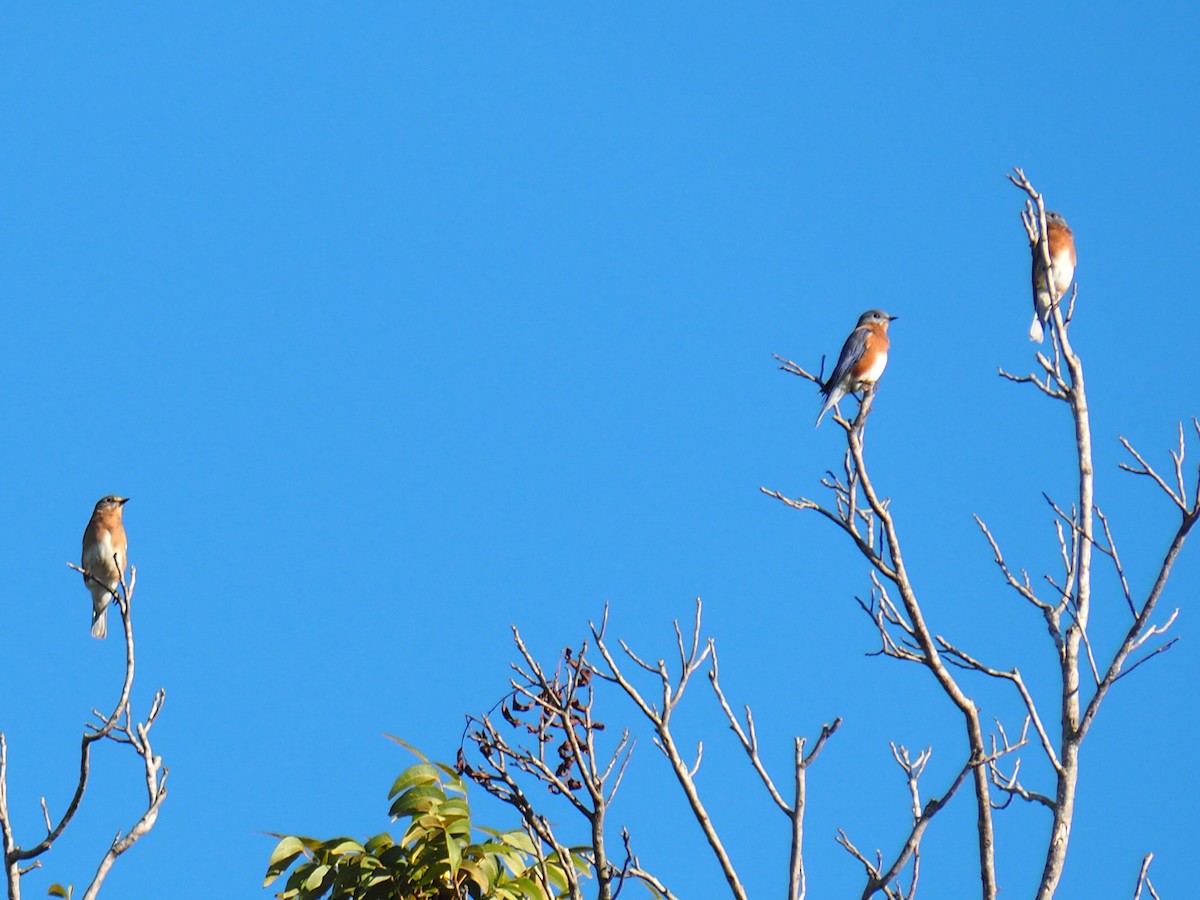 Eastern Bluebird - ML642688054
