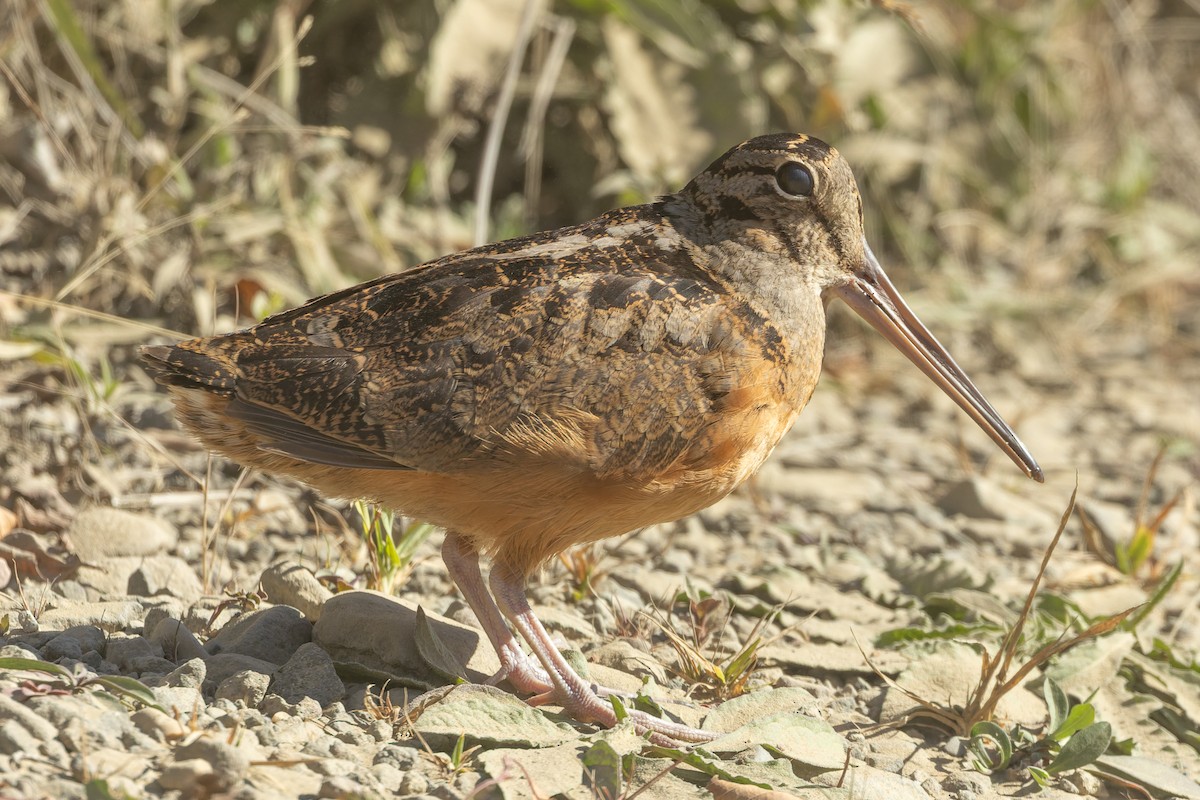 American Woodcock - ML642688056