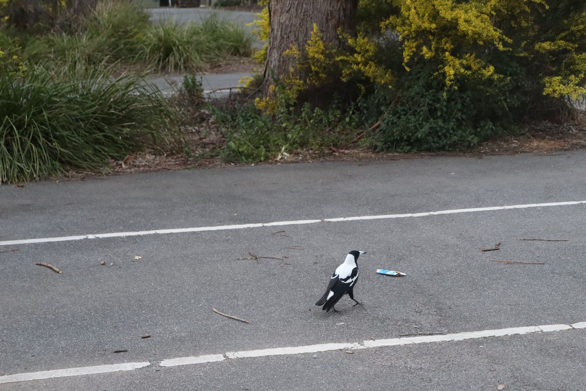 Australian Magpie - ML642688058