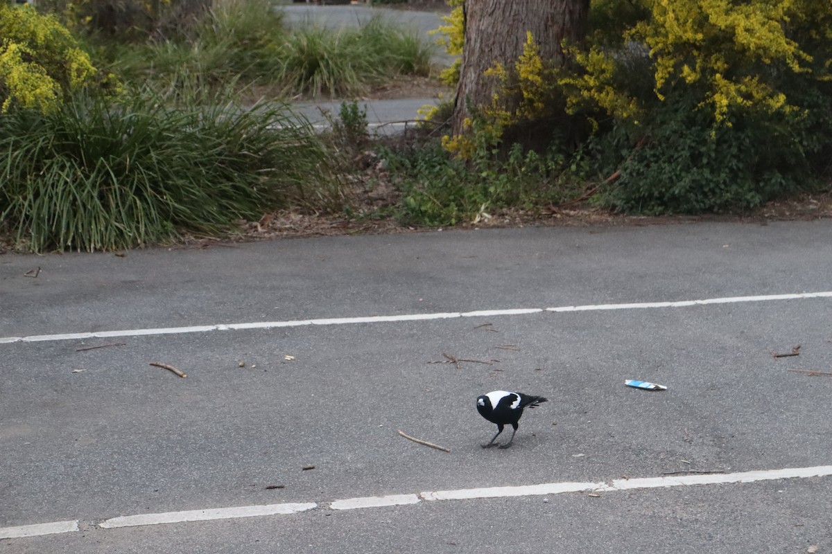 Australian Magpie - ML642688059