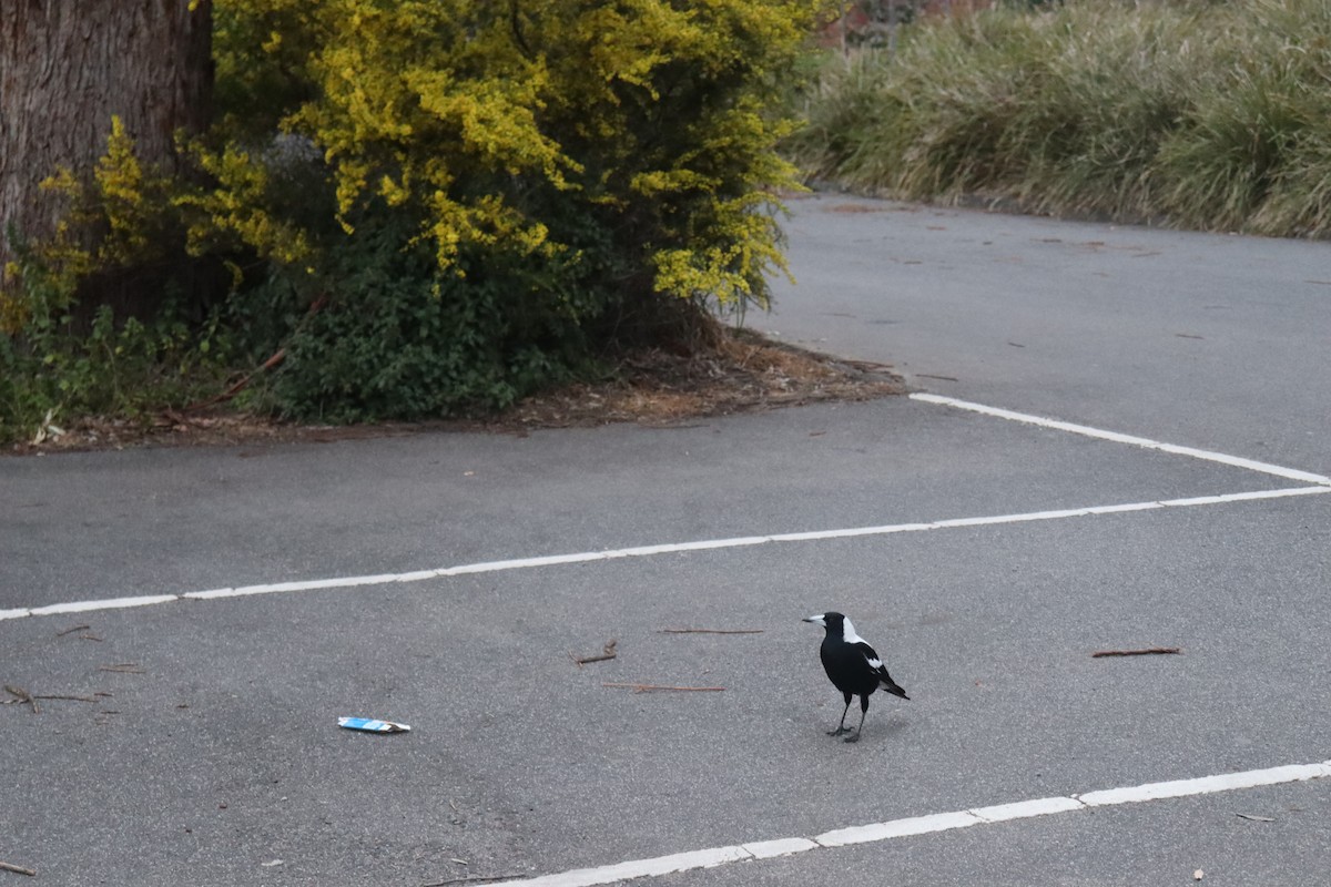 Australian Magpie - ML642688060