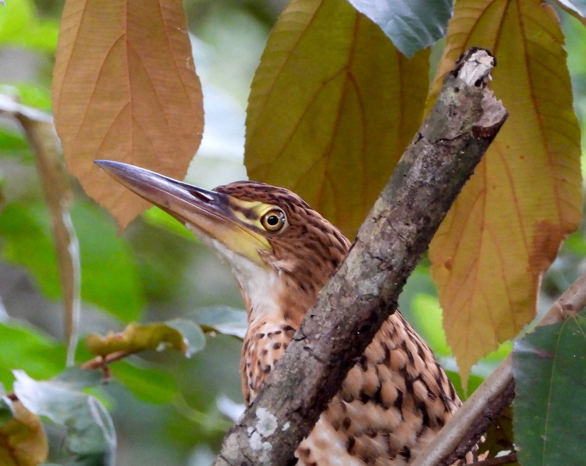 Rufescent Tiger-Heron - ML642688061