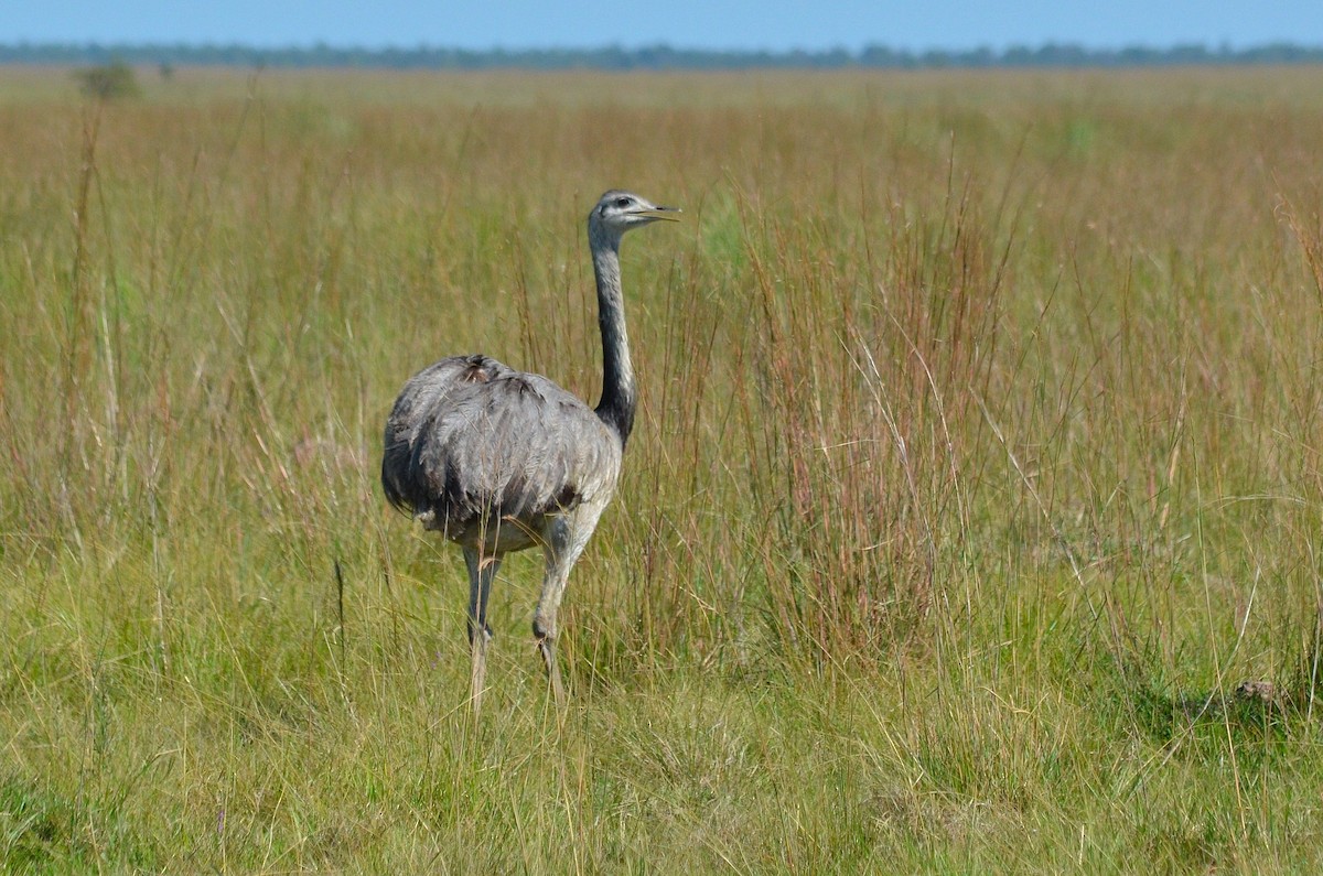 Greater Rhea - ML642688064