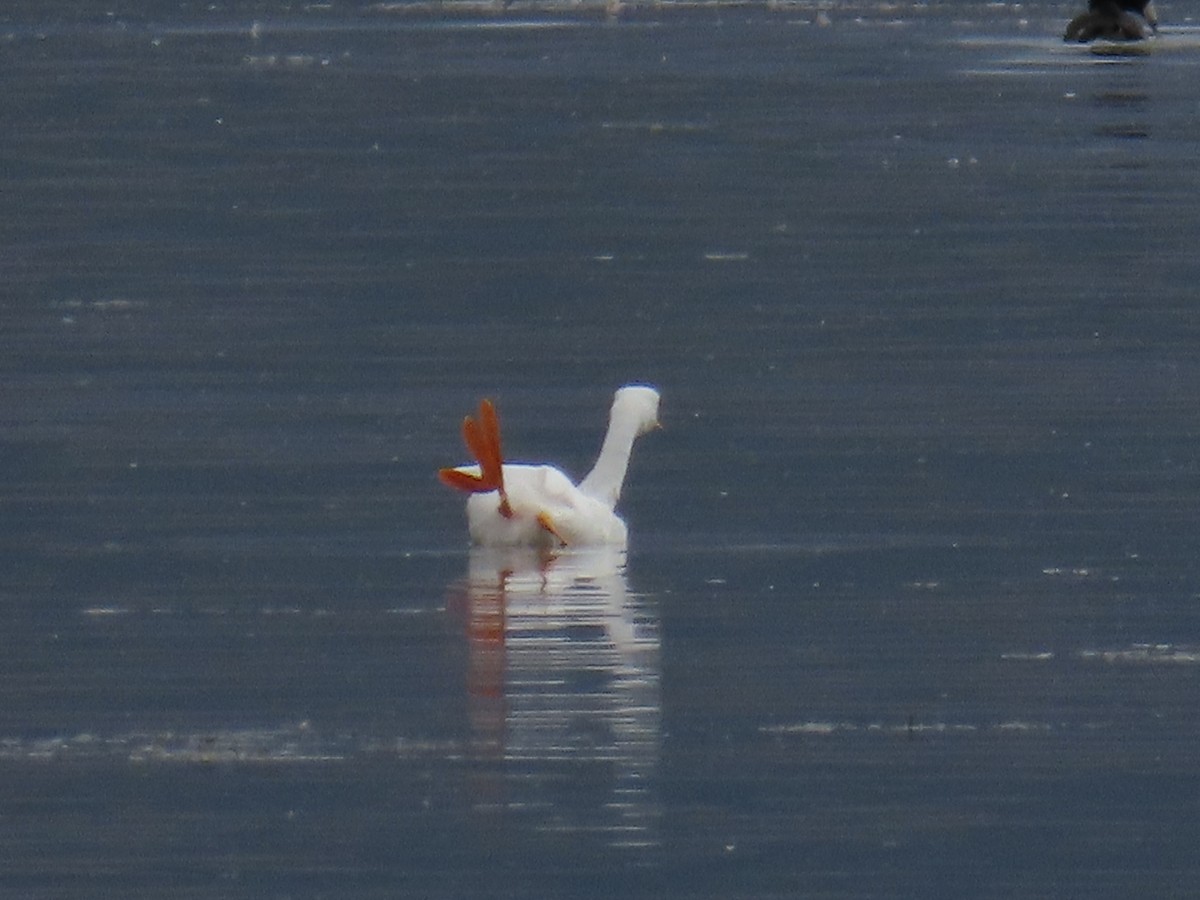 Western/Clark's Grebe - ML642688070