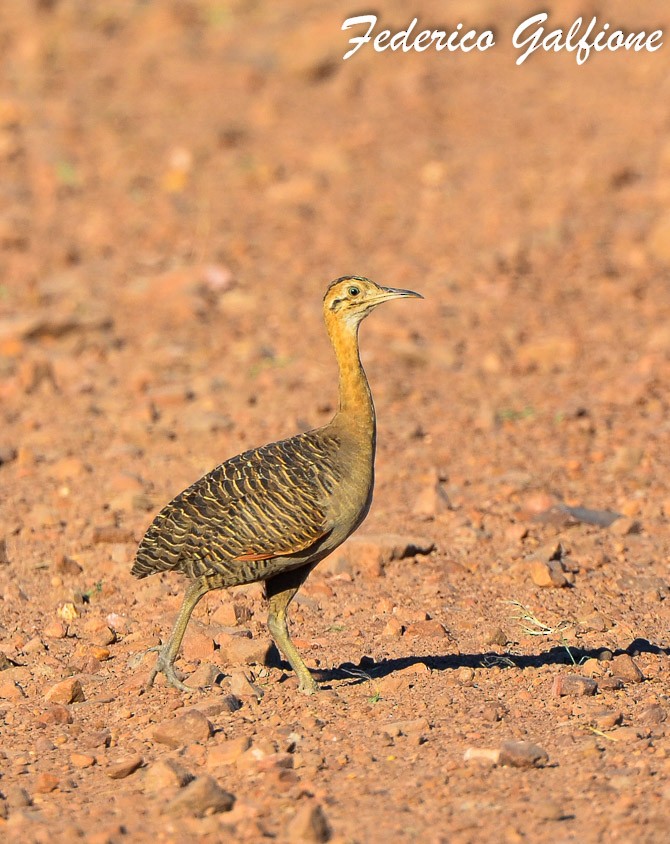 Tinamou isabelle - ML642688071