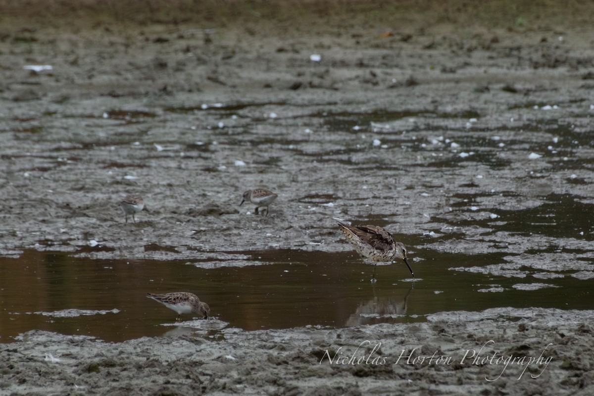 Stilt Sandpiper - ML642688078