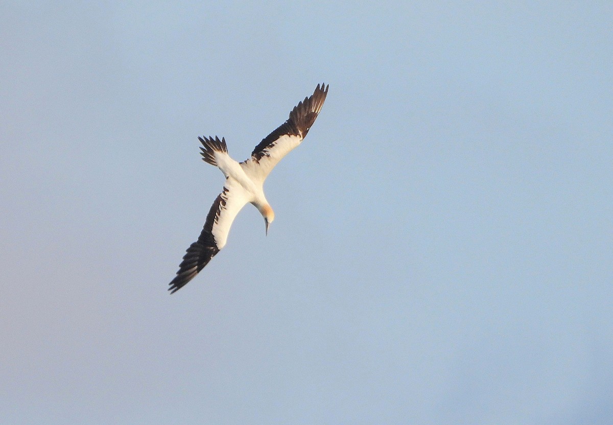 Australasian Gannet - ML642688081