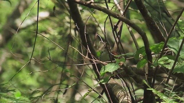 Banded Wren - ML642688098