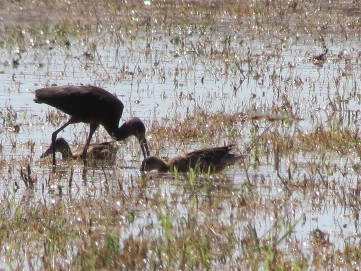 Glossy/White-faced Ibis - ML642688106
