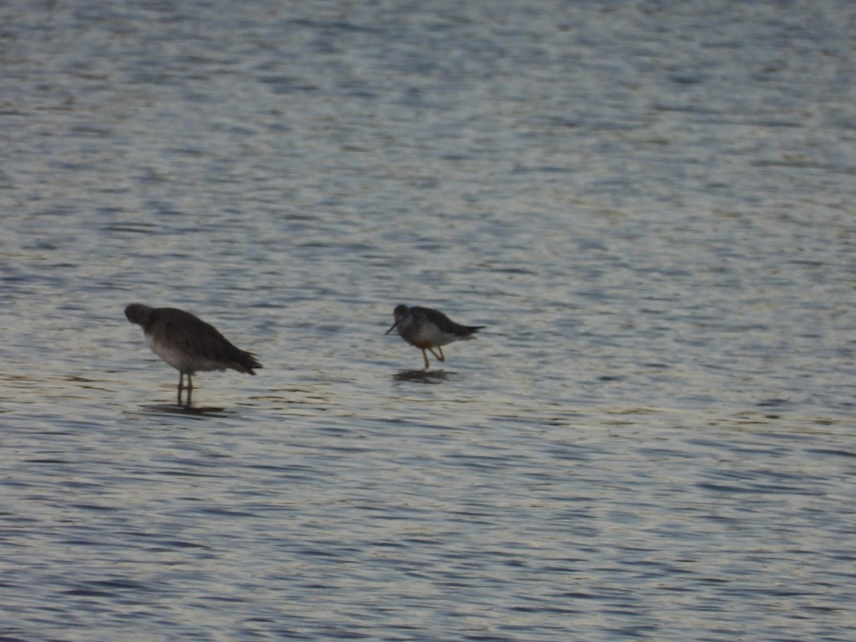 Willet (Western) - ML642688109
