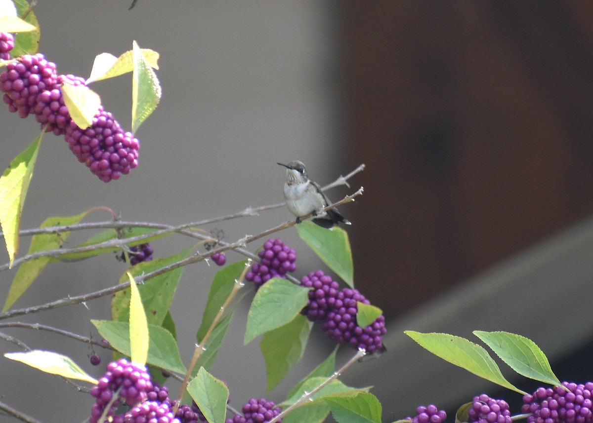 Ruby-throated Hummingbird - ML642688110