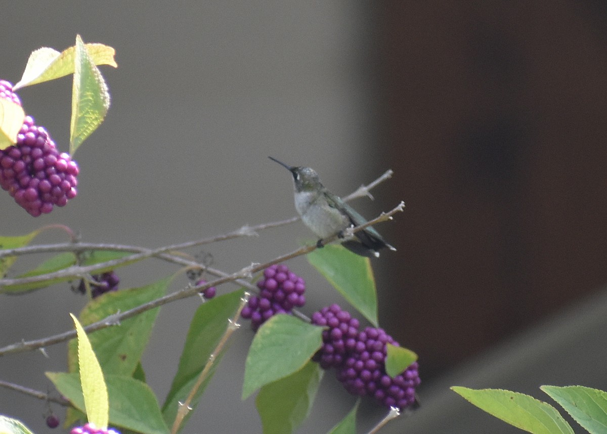 Ruby-throated Hummingbird - ML642688111