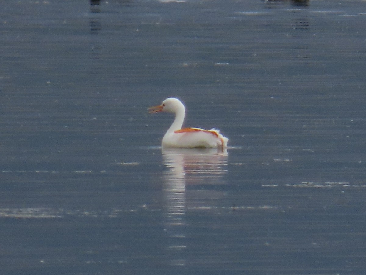 Western/Clark's Grebe - ML642688116