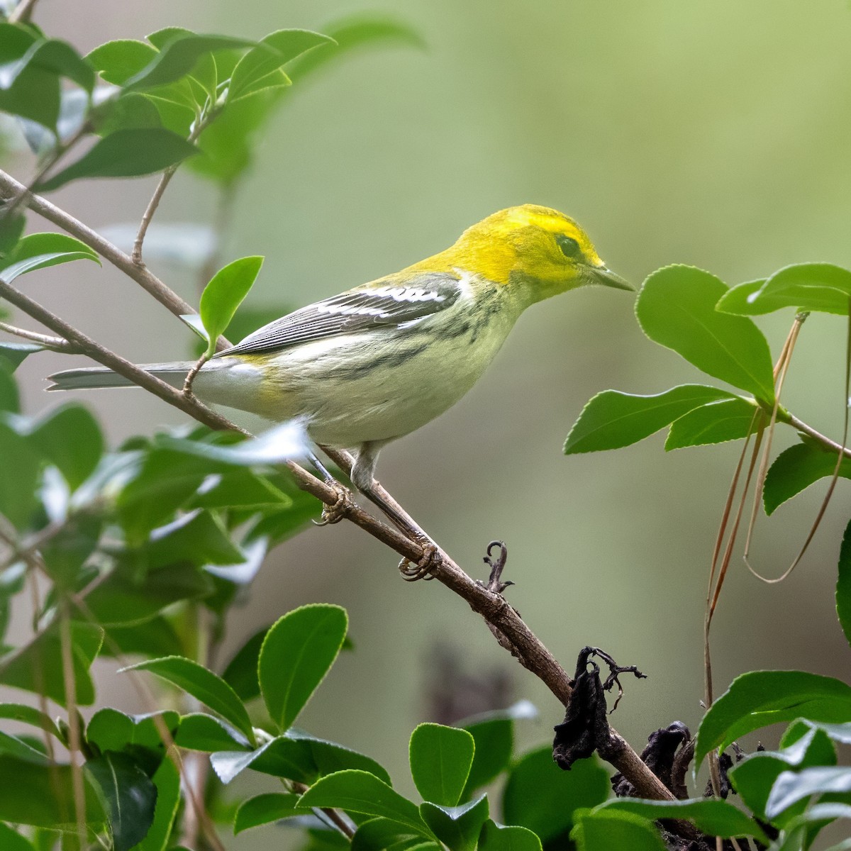 Black-throated Green Warbler - ML642688117