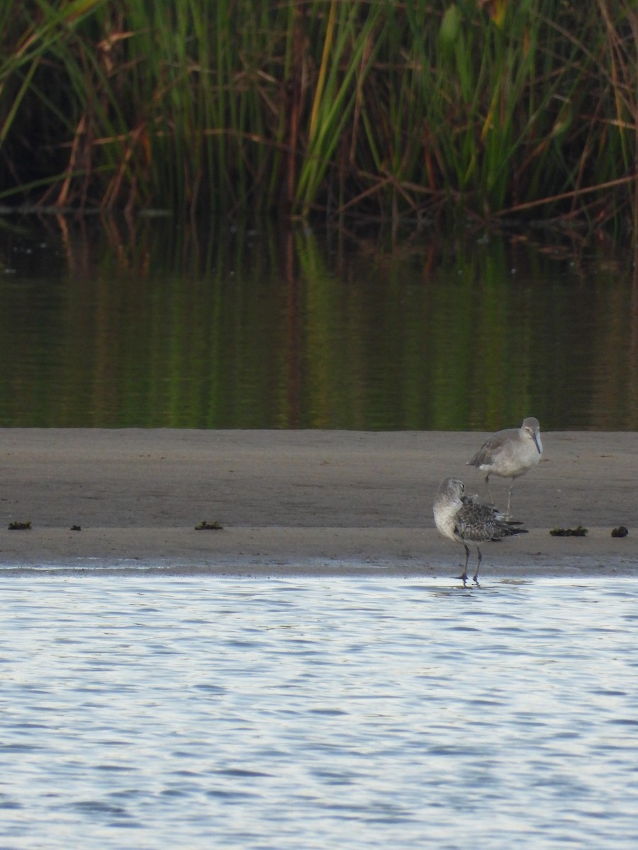 Willet (Western) - ML642688118