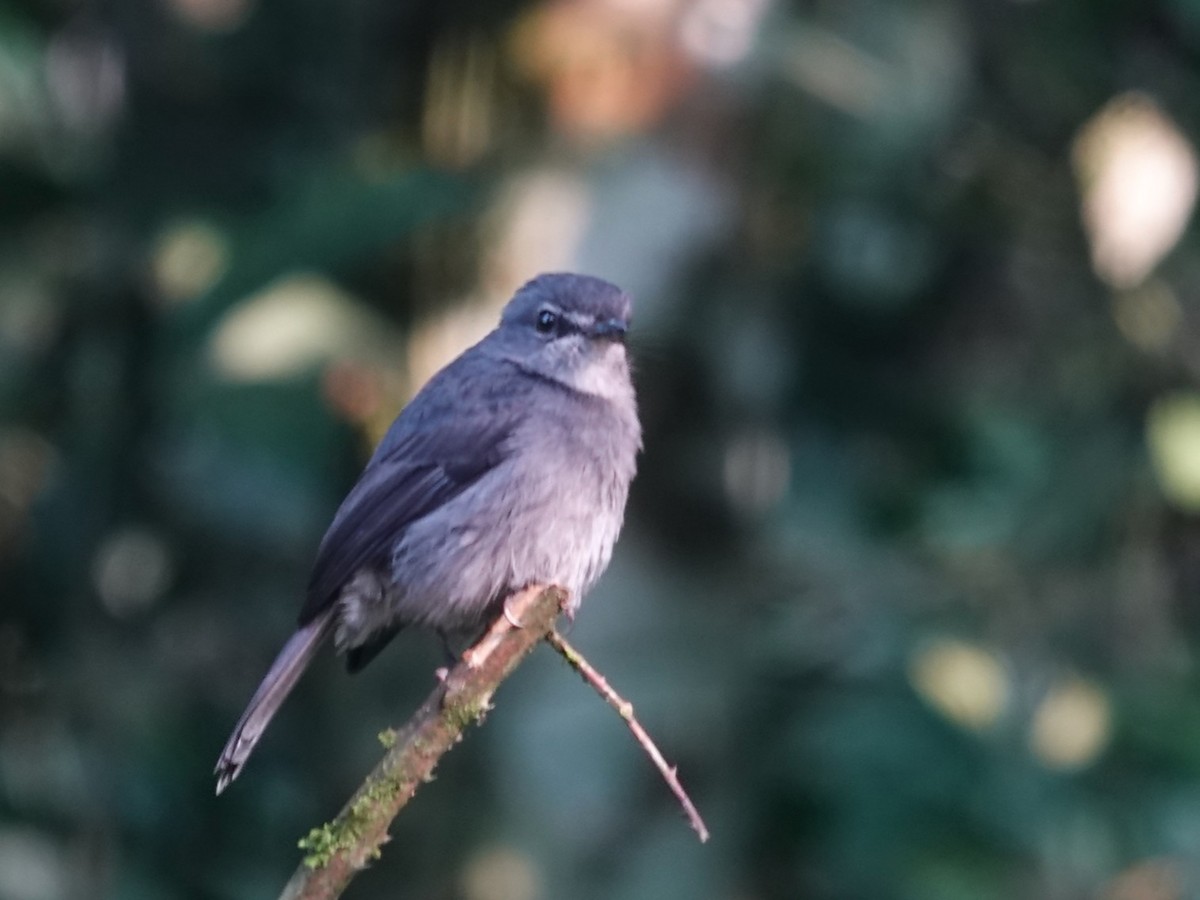 African Dusky Flycatcher - ML642688119