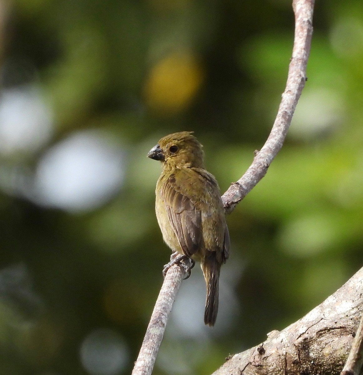 Variable Seedeater - ML642688124