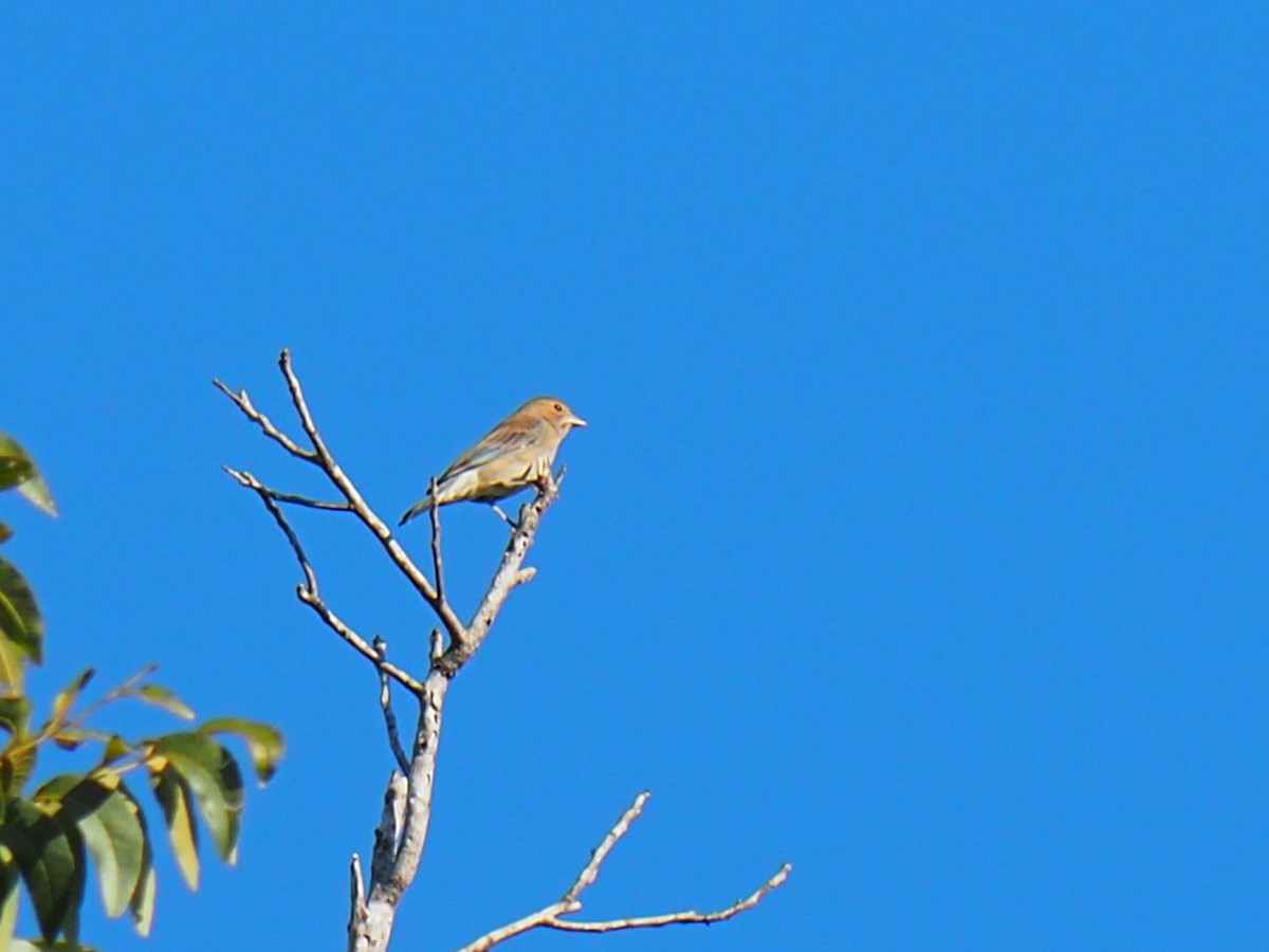 Indigo Bunting - ML642688125