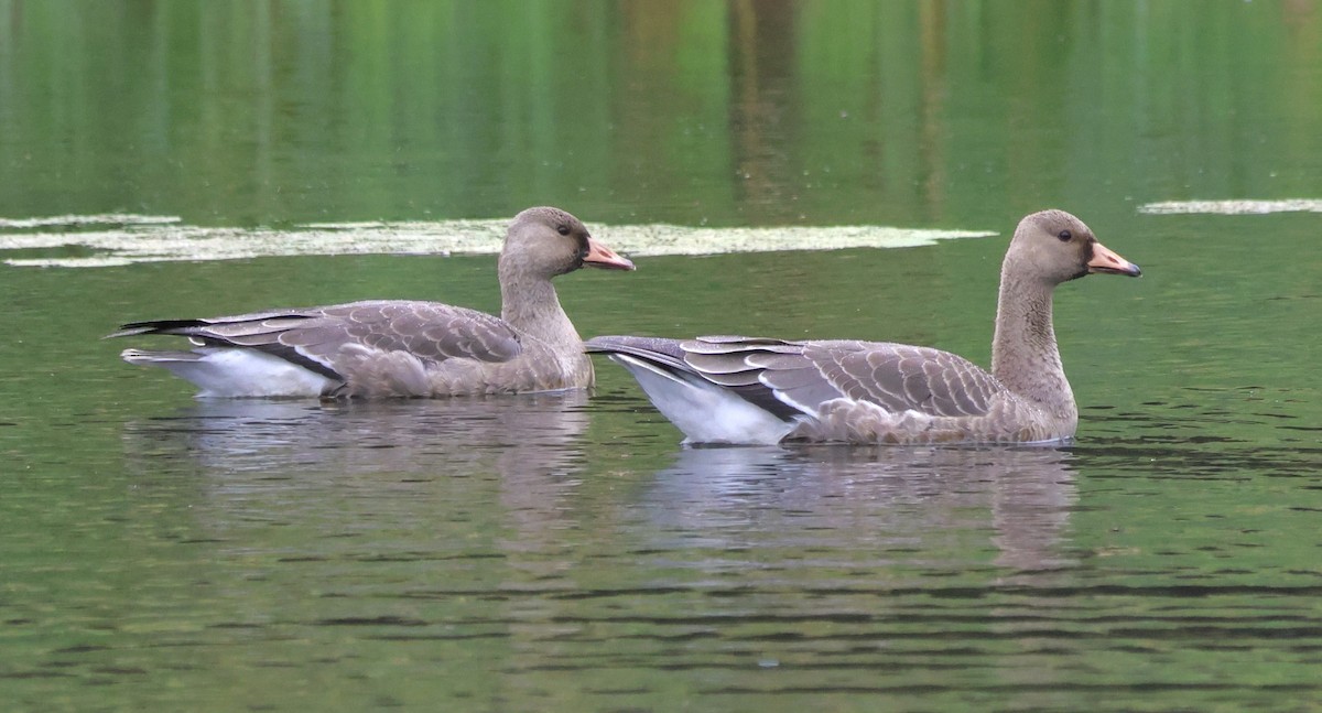 Greater White-fronted Goose - ML642688126