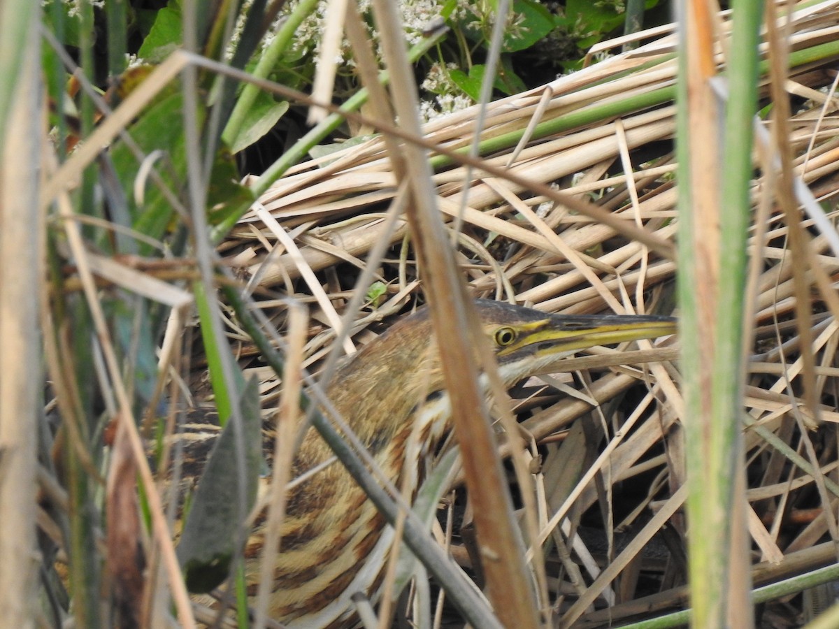 American Bittern - ML642688127