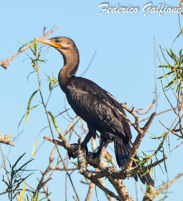 Neotropic Cormorant - ML642688131