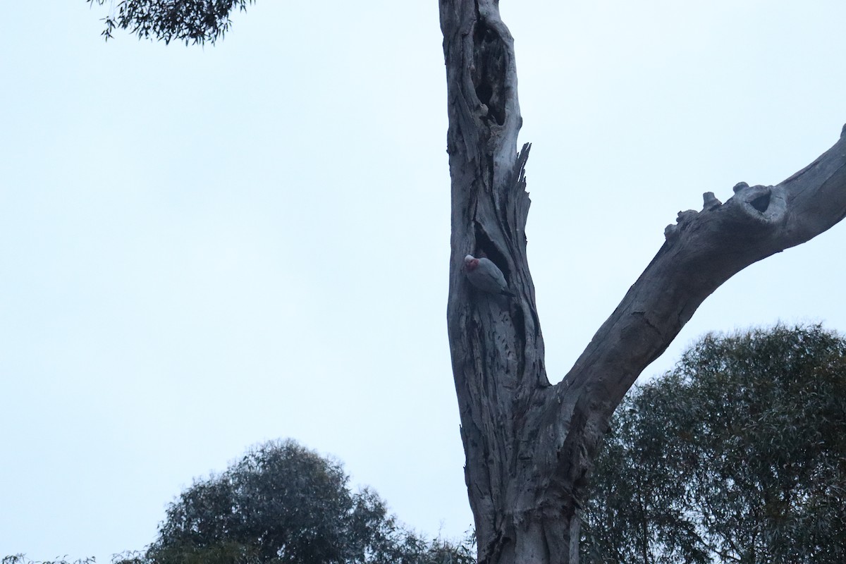 Galah - ML642688136