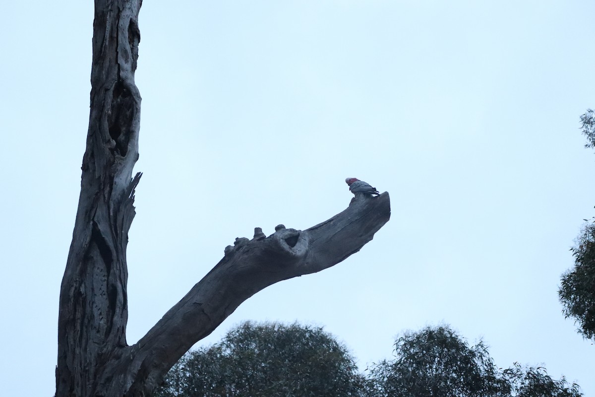 Galah - ML642688137