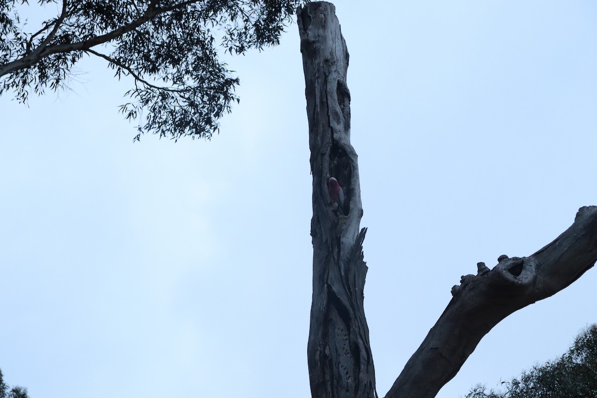 Galah - ML642688138