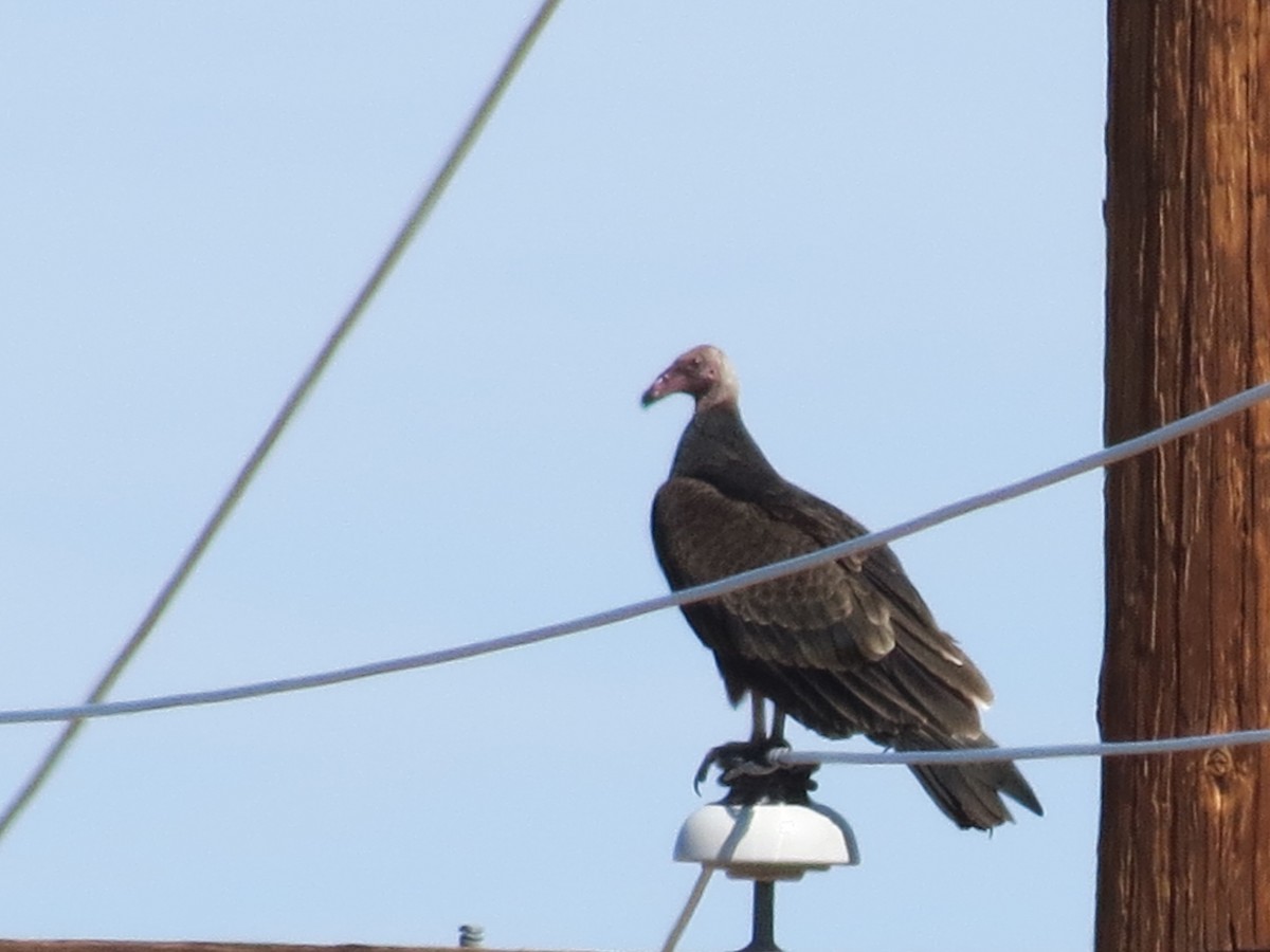 Turkey Vulture - ML642688140