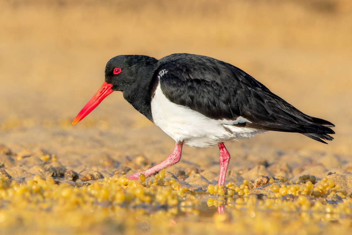 Pied Oystercatcher - ML642688141