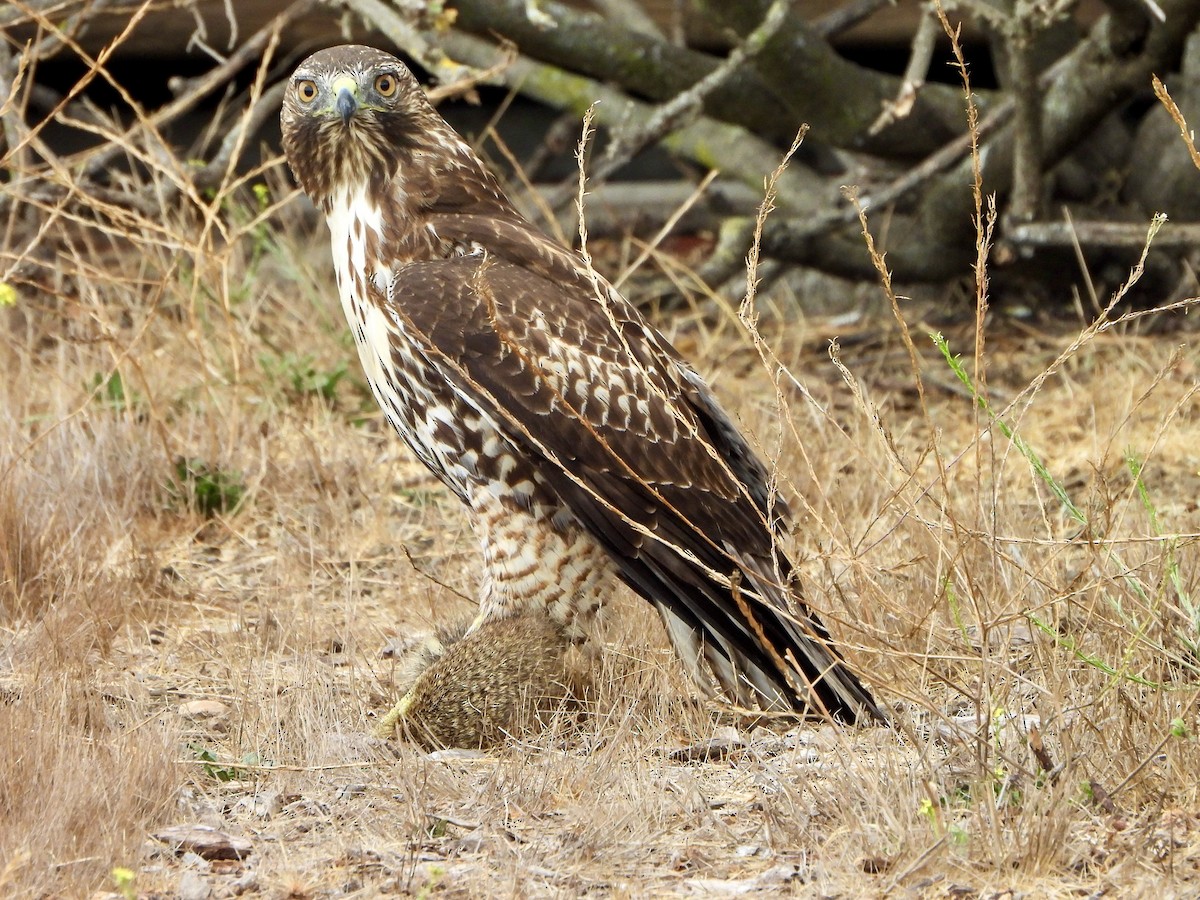 Red-tailed Hawk - ML642688142