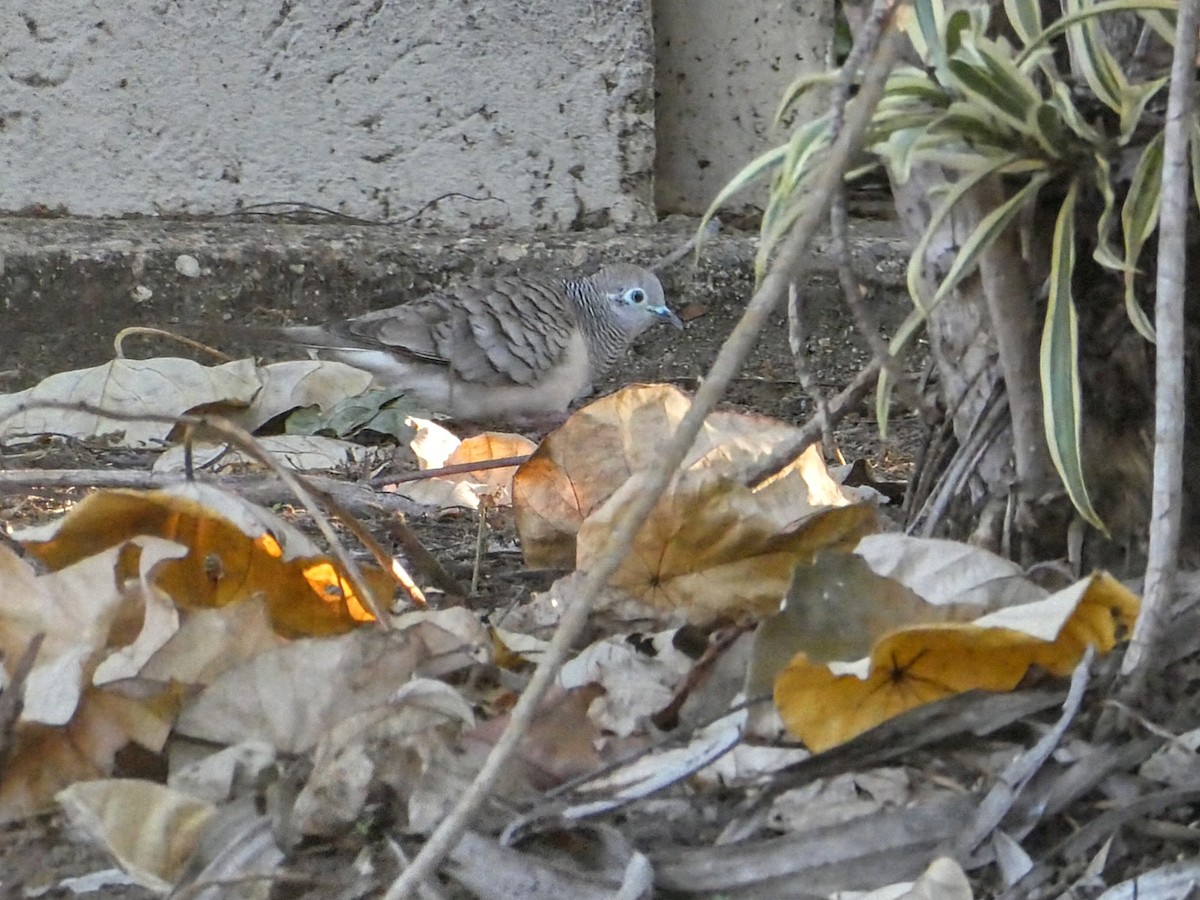 Peaceful Dove - ML642688144