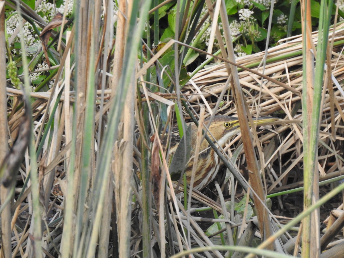American Bittern - ML642688145