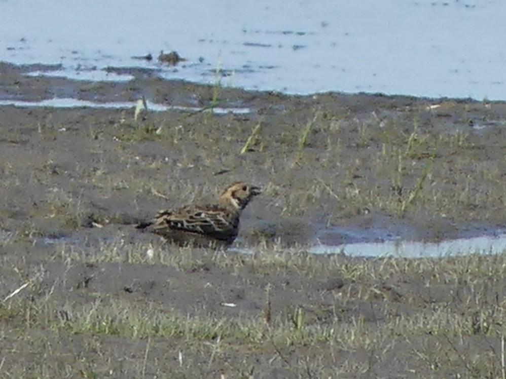 Lapland Longspur - ML642688146