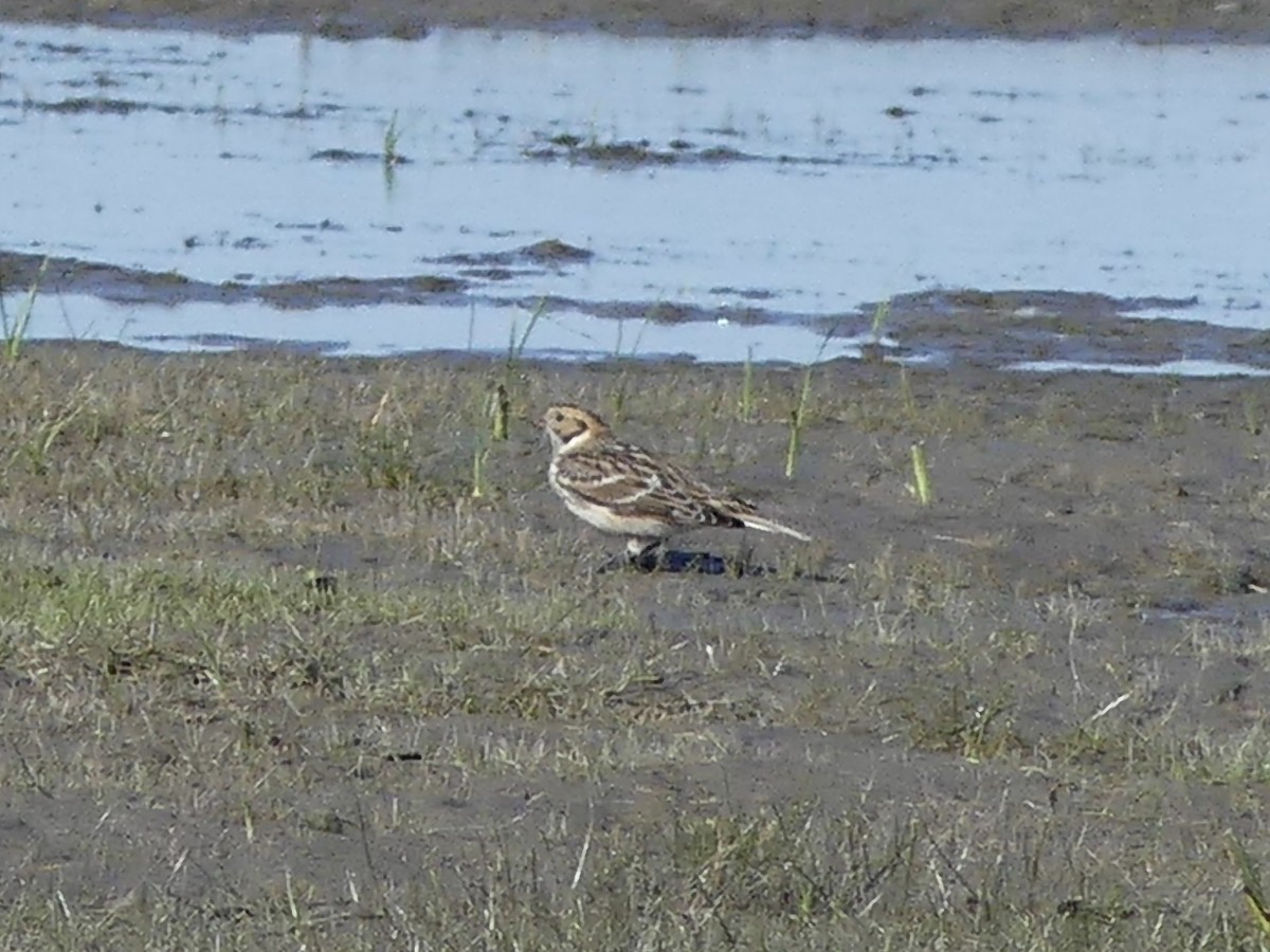 Lapland Longspur - ML642688147