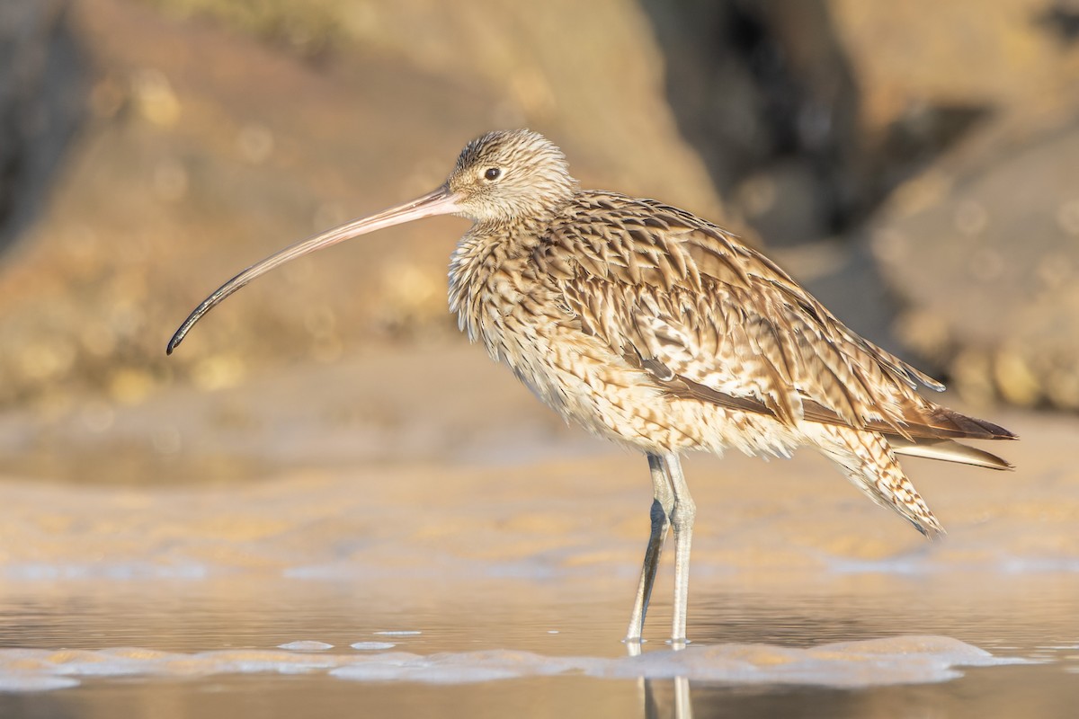 Far Eastern Curlew - ML642688148