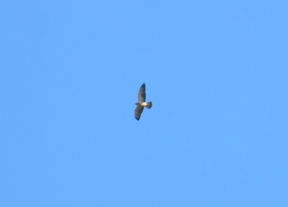 Swainson's Hawk - ML642688149