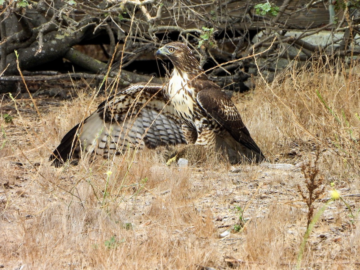 Red-tailed Hawk - ML642688151