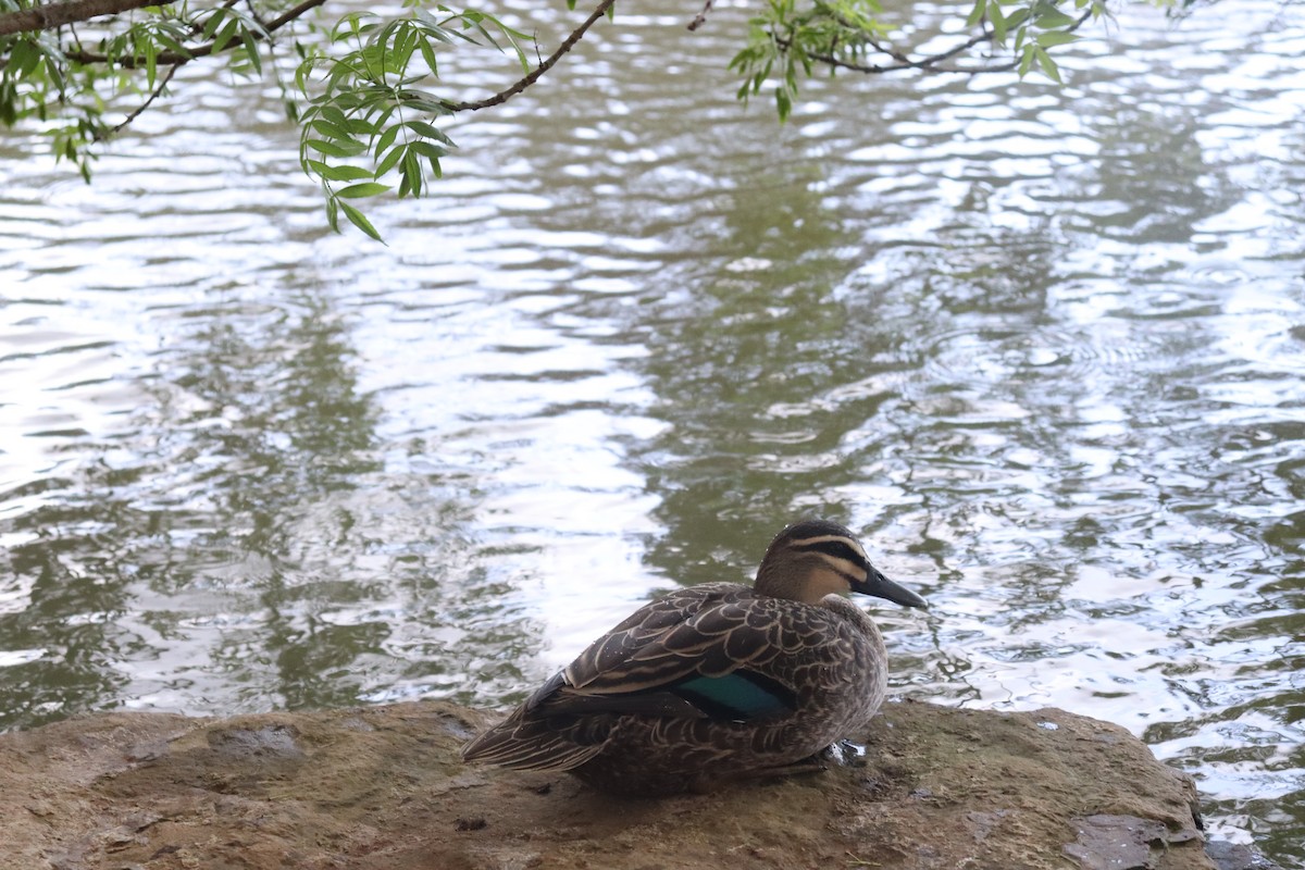Pacific Black Duck - ML642688152