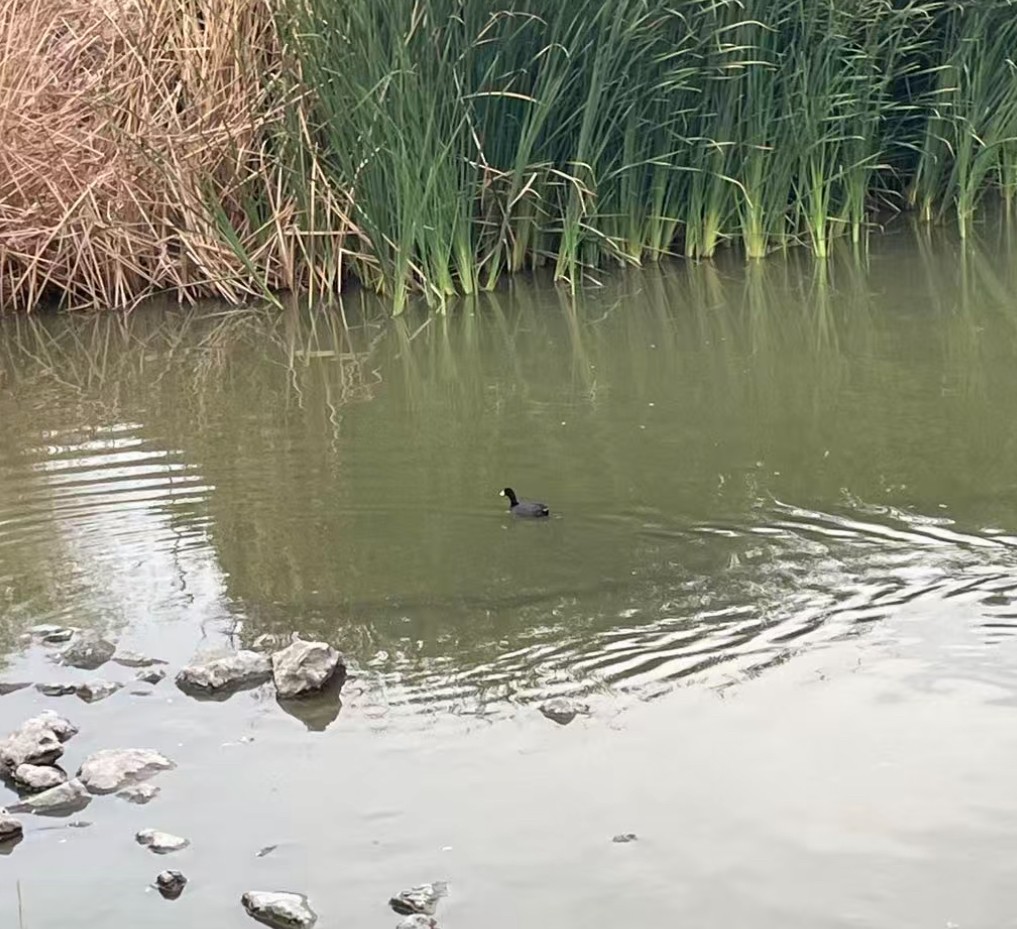 American Coot - ML642688153